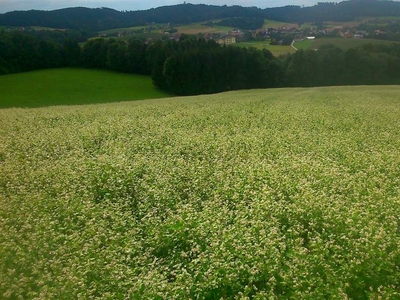 ALLEINLAGE - Bauernsacherl mit ca. 7.8 ha für Naturliebhaber!