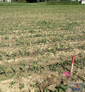 *PREISSENKUNG* - ebenes Grundstück in Großsteinbach!