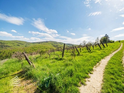 Traumhafter Weingarten mit Fernblick in Ruhelage von Weidling