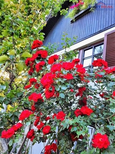 Einfamilienhaus mit idyllischen Garten - Klosterneuburg - Perfekt für Familien!