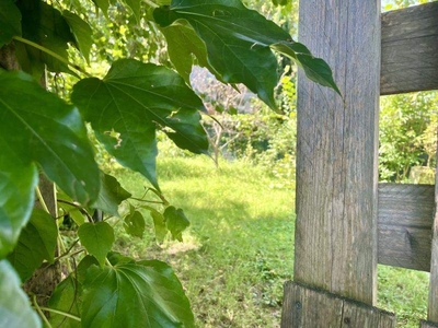 Grünes Refugium im Herzen der Stadt