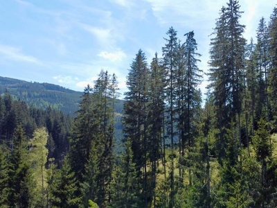 Bergwald Juwel: Einzigartige Waldparzellen in St. Johann am Pressen