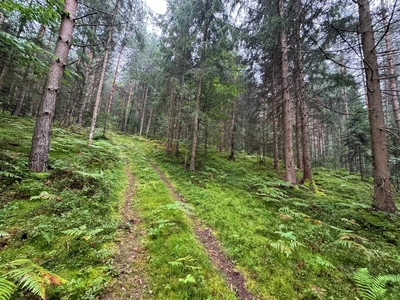 Zusammenhängende, ca. 7,95 ha große Waldfläche in Völkermarkt