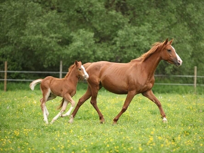 Gepflegter Reitstall