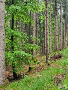 Wirtschaftswald im Grenzgebiet Salzburg/OÖ!