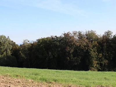 Wald und Wiesen östlich von Perg