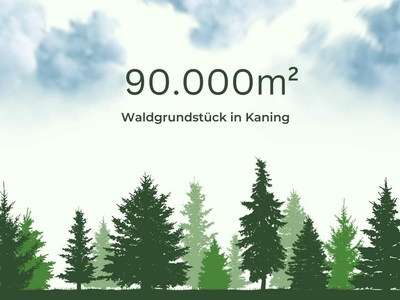 9ha Waldfläche in Kaning