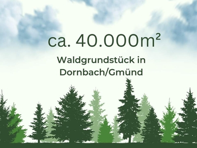 4ha Waldfläche in Dornbach im Maltatal direkt an einem Bachlauf