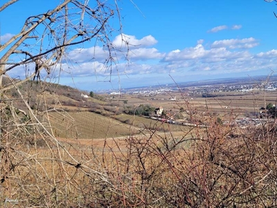 Naturnahes Paradies in Niederösterreich - 2127m² Landwirtschaftsfläche für nur 29.000€